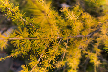 Close-up view of yellow larch tree