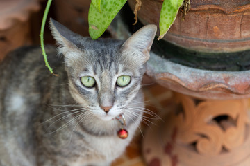Images of Close up of portrait cat face.