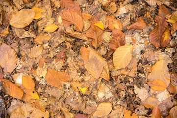 Abstract background of yellow autumn oak leaves lie curled up on the ground. Soft focus real forest. Habitat foliage