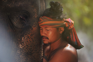 Elephant cry in forest with mahout