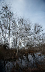Harsh landscape of barren trees during winter day
