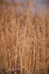 Close up on reeds in marshland in bloom