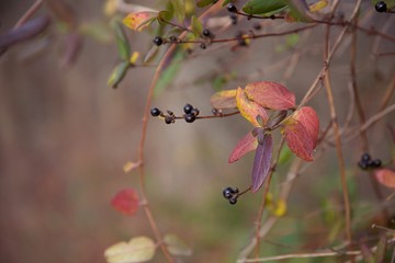 Small berries growing on vine with yellow and red leafs