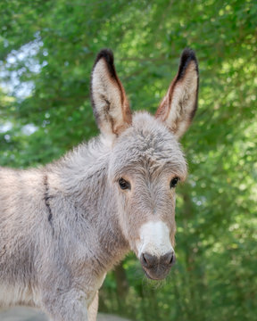 Cute young donkey foal looking alert and cocks its long ears forward, portrait in front of green trees