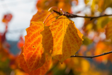 charming golden autumn and yellow autumn aspen leaves in the mountain forest