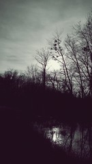 Fototapeta premium Harsh landscape of barren trees during winter day