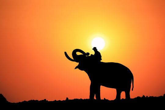 Silhouette Elephant and mahout with sunrise sky in surin thailand.