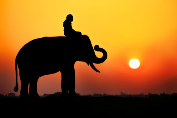 Fototapeta na wymiar Silhouette Elephant and mahout with sunrise sky in surin thailand