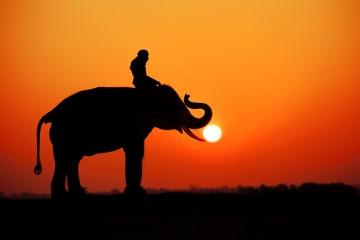 Silhouette elephants and sunset in surin thailand.