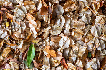 Textured flat lay background of dry autumn leaves close up