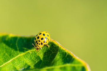 Yellow lady bug