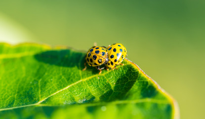 Two yellow ladybugs on a leaf