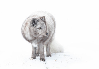 Arctic fox (Vulpes lagopus) standing in the snow in winter in Canada