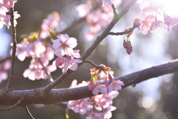桜