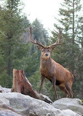 A majestic looking Red deer stag with large antlers standing on a rocky mountain in the autumn forest in Canada
