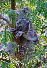 A mother koala with a baby joey in the pouch on a eucalyptus gum tree in Australia