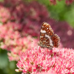 Araschnia levana map butterfly on pink background