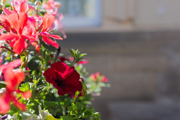 colorful summer flowers