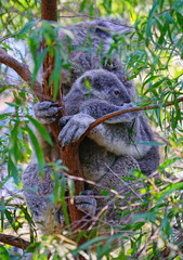 A mother koala with a baby joey in the pouch on a eucalyptus gum tree in Australia © eqroy