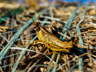 Grasshopper sitting on hay bale at a Nebraska farm
