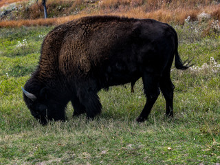 American Bison grazing on the prairie at Custer State Park