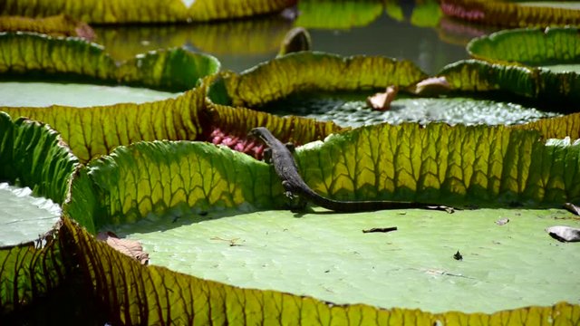 Huge monitor lizard is hunting near Victoria Amazonica Giant Water Lilies
