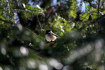 Chickadee bird in its natural habitat in Ontario, Canada.