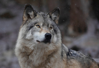 Timber wolf portrait