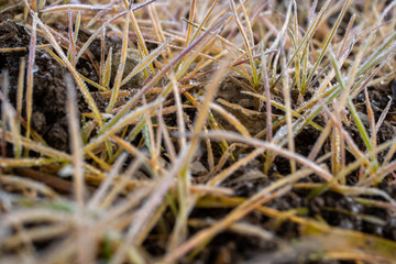 macro of grass with snow
