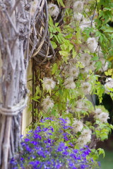 Clematis