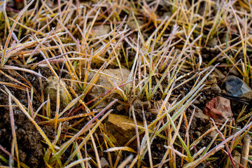 macro of grass with snow