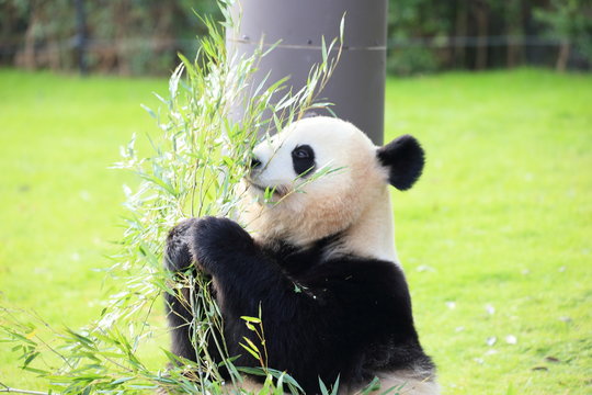 笹の葉 Images Browse 5 595 Stock Photos Vectors And Video Adobe Stock