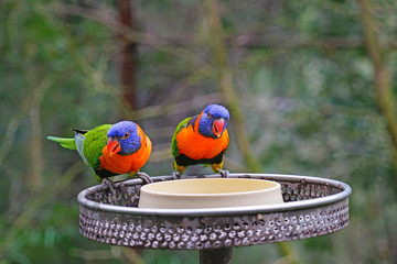 View of two colorful lorikeet birds in Melbourne, Australia