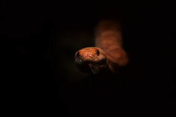 Snake coming out from dark background