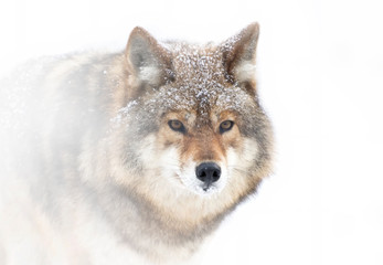 A lone coyote (Canis latrans) isolated on white background closeup in winter snow in Canada © Jim Cumming