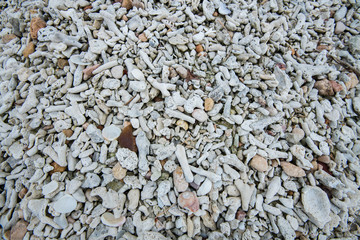 Coral texture background