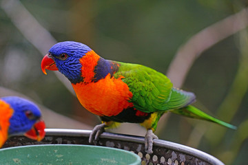 View of two colorful lorikeet birds in Melbourne, Australia
