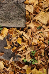 autumn yellowed leaf stairs nature