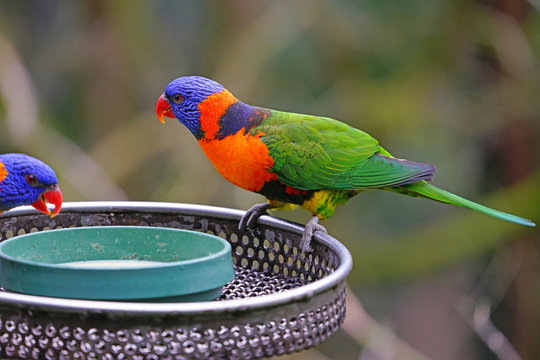 View of two colorful lorikeet birds in Melbourne, Australia