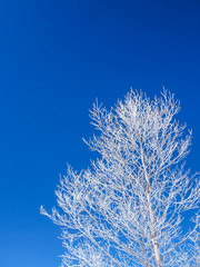 【霧氷イメージ】青空と繊細な霧氷