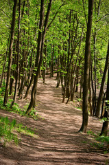 Obraz premium Sunny alley in spring forest