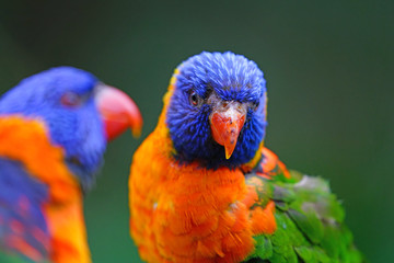 View of two colorful lorikeet birds in Melbourne, Australia