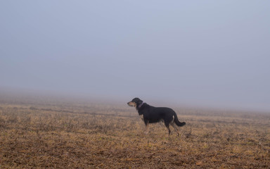 dog in a meadow with mist and fog