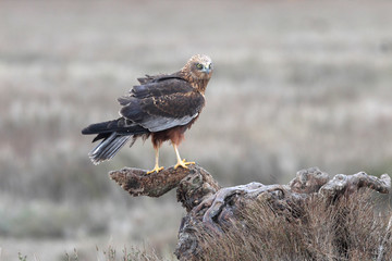 Western marsh harrier male photographed with the first light of day