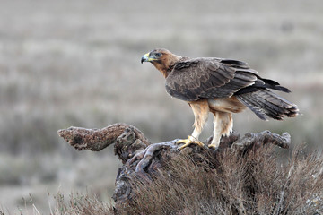 One year old female of Bonelli´s Eagle