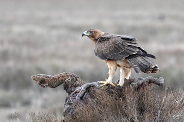 Young female of Bonelli´s Eagle early morning, eagles, birds, raptors, falcons, hawk, Aquila fasciata