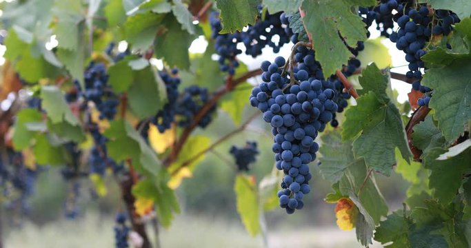 Blue grapes hanging in a vineyard during a breeze
