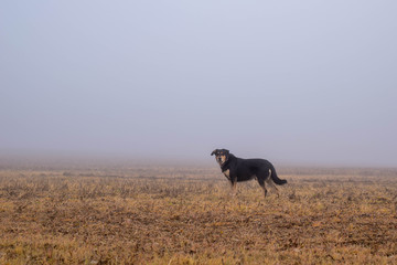 dog in a meadow with mist and fog