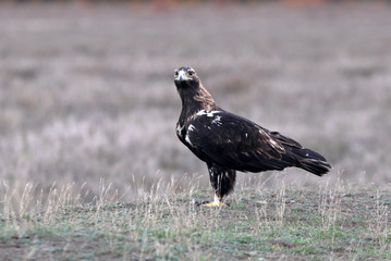 Adilt male of Spanish Imperial Eagle with the first lights of the morning, Aquila adalberti