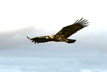 Five years old female of Spanish imperial eagle with the first lights of the morning